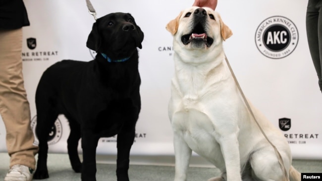 2017年3月21日，兩隻拉布拉多尋回犬Reggie(右)和Theo(左)參加美國犬業俱樂部在紐約市舉行的記者會。 與2017年一樣，拉布拉多犬2018年繼續被命名為最受美國人喜愛的犬種。