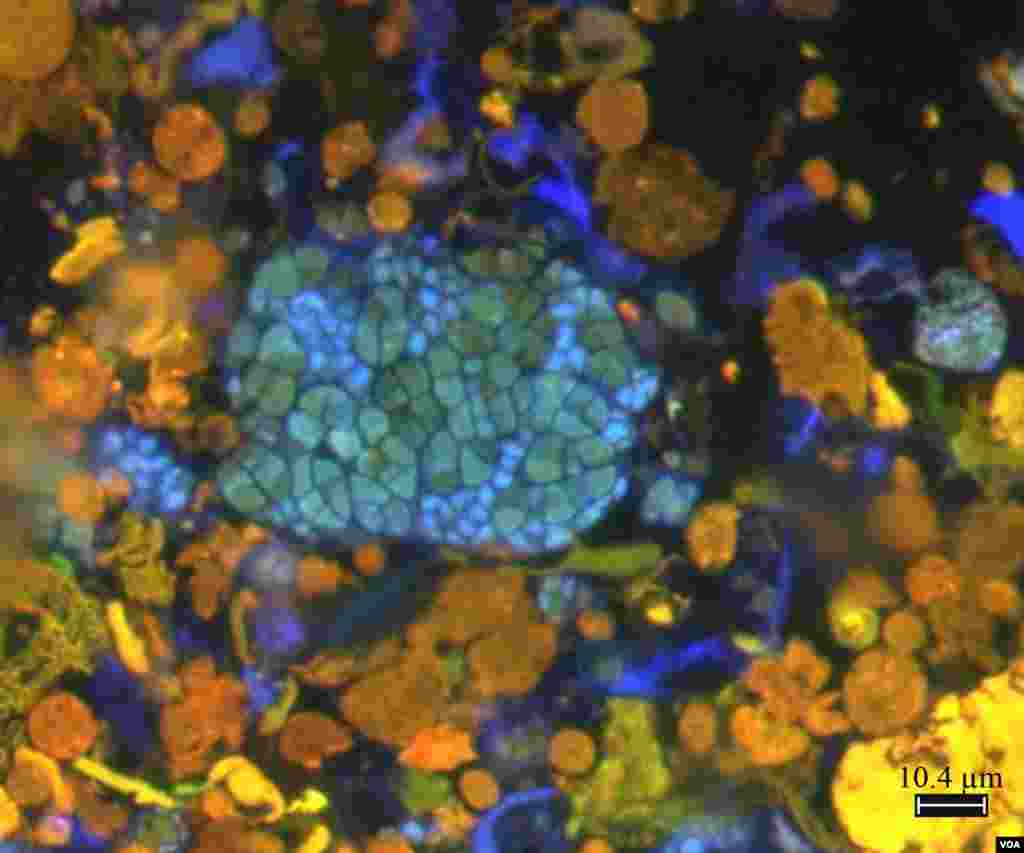 Microscopic image of methane-oxidizing microbes recovered from deep-sea methane seep sediments.&nbsp;&nbsp; Methane-oxidizing Archaea are stained with DNA probe in green, associated symbiotic bacteria are stained in blue.&nbsp; The orange-yellow materials are sediment particles.&nbsp; (S. McGlynn, Caltech) 