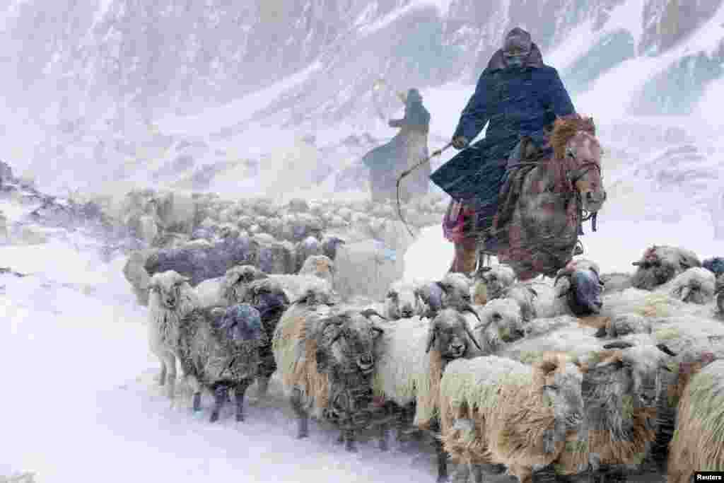 ชาวคาซัคกำลังไล่ต้อนฝูงแกะของตนท่ามกลางหิมะที่ตกลงมา เมืองอี้หลี้ เขตปกครองซินเจียงอุยกูร์