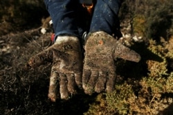 FILE - An environmental agent shows his gloves stained with resin after picking up pine cones of Spanish firs (Abies pinsapo) on top of them to collect their seeds for reforestations in new areas of Andalusia, at the Sierra de las Nieves natural park and and biosphere reserve, in Ronda, southern Spain, Nov. 9, 2018.