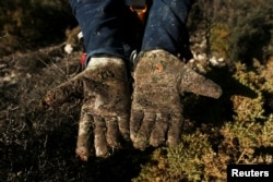 Expediente - En nuevas zonas de Andalucía, un agente medioambiental muestra unos guantes manchados de resina tras recoger esporas de abeto español (pincapo abisinio) encima de ellos para recoger sus semillas para la reforestación en el Parque Natural y Biosfera Sierra de los Nives.  Reserve, Rhonda, en el sur de España, 9 de noviembre de 2018.