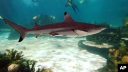 Ảnh minh họa: Một con cá mập bơi trong Vịnh Cá Mập ở miền tây Australia.