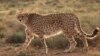 خطر انقراض یوزپلنگ ایرانی؛ در انتظار جفت‌گیری «دلبر» و «کوشکی»