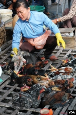 Vendor Ly Mey selects chickens for slaughter at her selling site at Chhbar Ampov market in Phnom Penh. (Robert Carmichael/VOA)