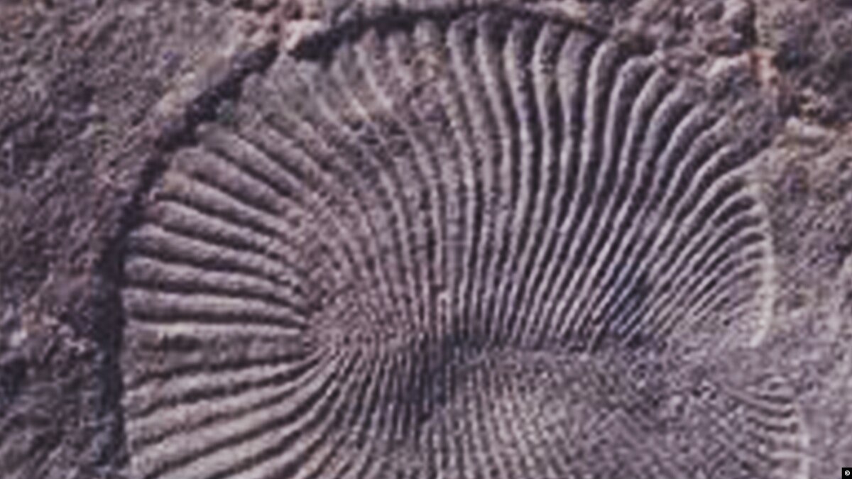 Study Confirms Unusual Fossils Came from an Animal