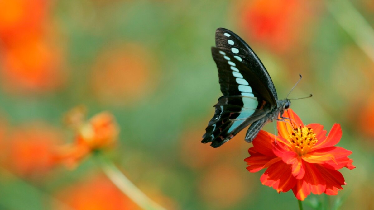 Got flowers. Бабочка b микрофон. Get Flowers. Get Flowers picture. From a Flower to a Butterfly.