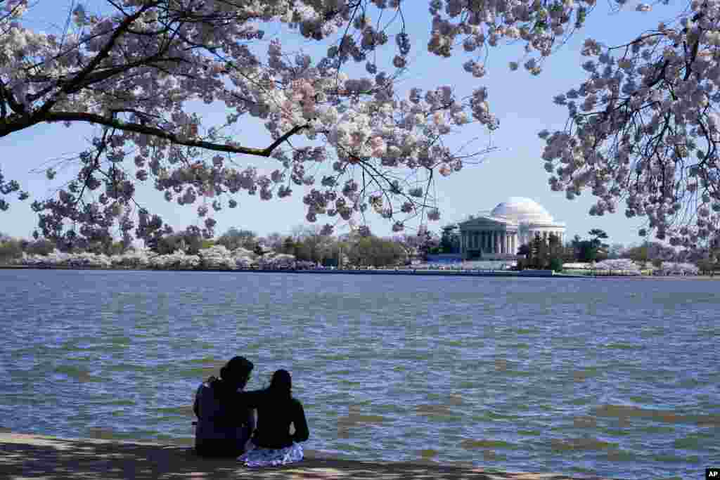 Sepasang muda-mudi duduk di bawah pohon sakura Yoshino yang sedang mekar pada hari yang cerah di sekitar Tidal Basin, Washington DC, Selasa, 30 Maret 2021 (Foto: AP).