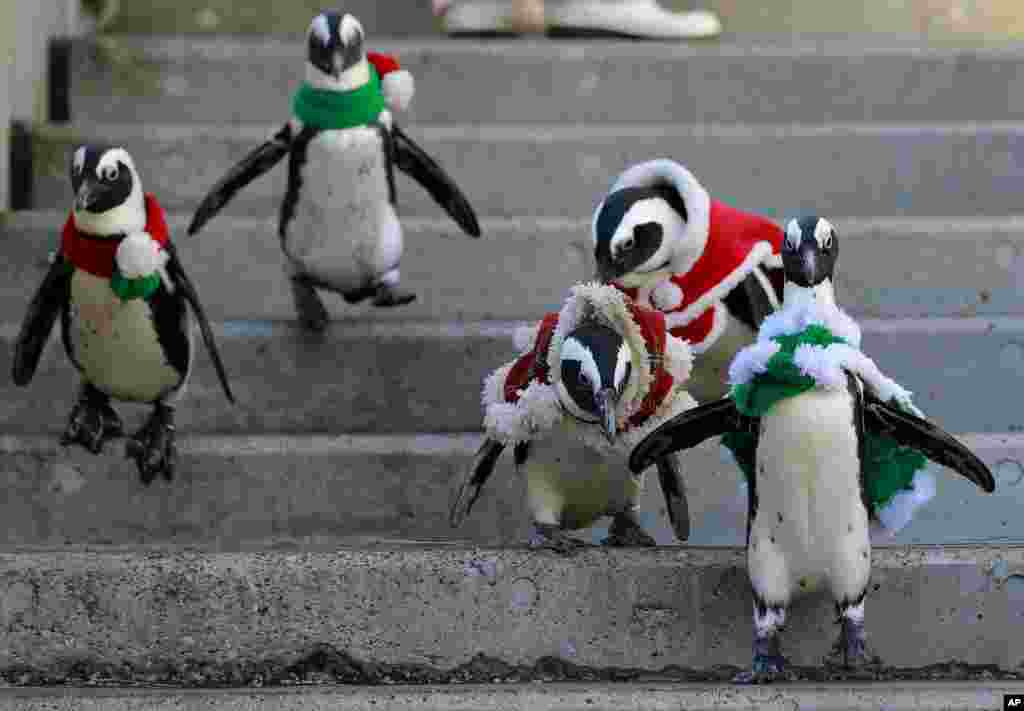 پنگوئن های آفریقایی با لباس های کریسمس در پارک تفریحی و آکواریوم &laquo;بهشت دریای هاکی&zwnj;جیما&raquo; در یوکوهومای ژاپن