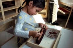 In this Oct. 12, 2017 photo a child in a combined pre-kindergarten and kindergarten Wampanoag language immersion class removes kernels from an ear of corn at the Wampanoag Tribe Community and Government Center, in Mashpee, Mass.