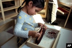 In this Oct. 12, 2017 photo a child in a combined pre-kindergarten and kindergarten Wampanoag language immersion class removes kernels from an ear of corn at the Wampanoag Tribe Community and Government Center, in Mashpee, Mass.