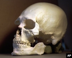 FILE - A plastic casting of the skull of the Kennewick Man is shown in Richland, Wash., July 24, 1997.