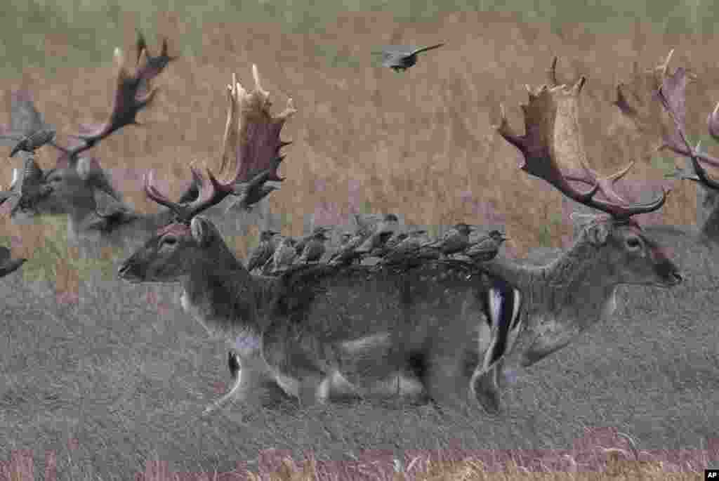 Starlings sit on the backs of fallow deer in Moenchbruch near Frankfurt, Germany, Dec.8, 2019.