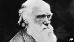 Foto ilmuwan Inggris Charles Robert Darwin, Bapak teori Evolusi yang hidup antara 1809-1882 (foto: dok).