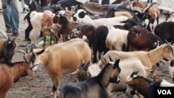 DRC herdsmen are losing their goats to a disease Ovine rinderpest. Authorities say about 25,000 goats have died of the disease and another 5,000 from infected herds have been slaughtered during the past six months, May 19, 2012. (N. Long)