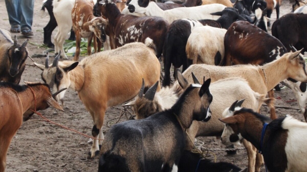 Livestock Epidemic Spreading in DRC