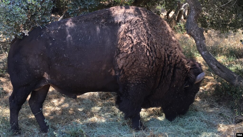 The bison of Catalina Island are smaller than those on the mainland. It's not because of a genetic difference, they just don't get the right nutrients at the right time, according to Julie King, director of conservation and wildlife management at the Cata