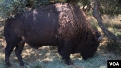 The bison of Catalina Island are smaller than those on the mainland. It's not because of a genetic difference, they just don't get the right nutrients at the right time, according to Julie King, director of conservation and wildlife management at the Cata