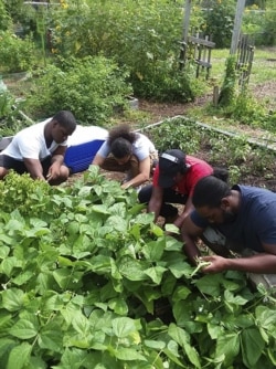 This photo provided by Raymond Figueroa, Jr. shows members of the community-based Alternatives-to-Incarceration (ATI) initiative at the Brook Park Youth Farm who are involved in growing food as well as the peppers for "The Bronx Hot Sauce." Interest in gardening has grown around the country. And urban gardeners say it's particularly important for the health and resiliency of city neighborhoods. (Raymond Figueroa, Jr. via AP)