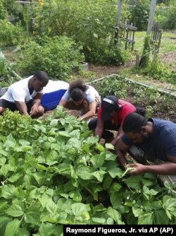 This photo provided by Raymond Figueroa, Jr. shows members of the community-based Alternatives-to-Incarceration (ATI) initiative at the Brook Park Youth Farm who are involved in growing food as well as the peppers for "The Bronx Hot Sauce." Interest in gardening has grown around the country. And urban gardeners say it's particularly important for the health and resiliency of city neighborhoods. (Raymond Figueroa, Jr. via AP)