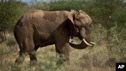 A male elephant stands up wearing a newly-fitted GPS-tracking collar around his neck, during an elephant-collaring operation near Kajiado, in southern Kenya Tuesday, Dec. 3, 2013. Teams from the Kenya Wildlife Service (KWS) and the International Fund for 