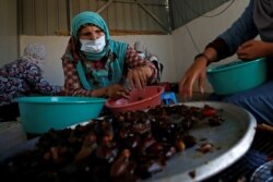 Perempuan Palestina menyortir kurma yang baru dipanen di tengah pembatasan Covid-19, di Deir al-Balah di Jalur Gaza tengah, 5 Oktober 2020. (Foto: REUTERS/Mohammed Salem)