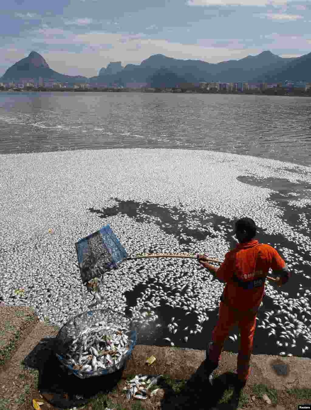 برازیل میں ہزاروں مچھلیاں ہلاک