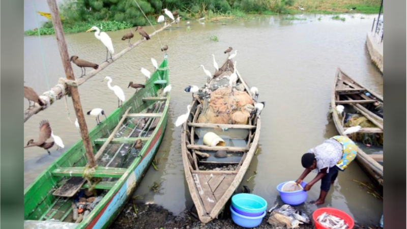 Coronavirus Provides Unexpected Help for Kenyan Fishermen