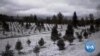 Cut-Your-Own-Tree Farms Await Christmas