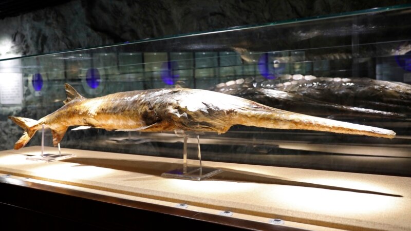 China Declares Large Paddlefish Species Extinct