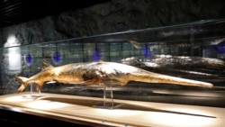 In this Nov. 11, 2016, photo provided by the Museum of Hydrobiological Science of the Chinese Academy of Sciences, a Chinese paddlefish specimen made in 1990 is seen on display at the Museum of Hydrobiological Science.
