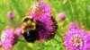 Rusty Patched Bumblebee First of Species Called Endangered