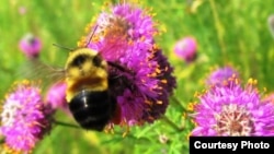 FILE - The rusty-patched bumblebee, shown in this undated file photo, has been added to the U.S. endangered species list. (Fish and Wildlife Service)