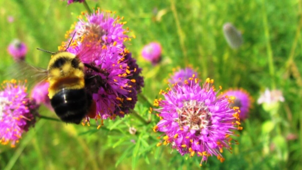 Rusty Patched Bumblebee Declared Endangered