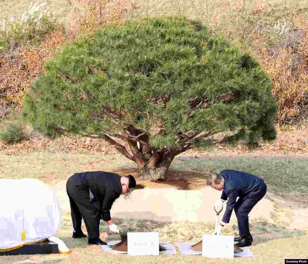 韩朝领导人4月27日举行历史性会晤 两人戴着白手套往已经种好的树上添了几块土