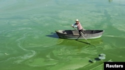 A worker rows a boat in Chaohu Lake, filled with blue-green algae, in Hefei, Anhui province, China, July 23, 2012. 