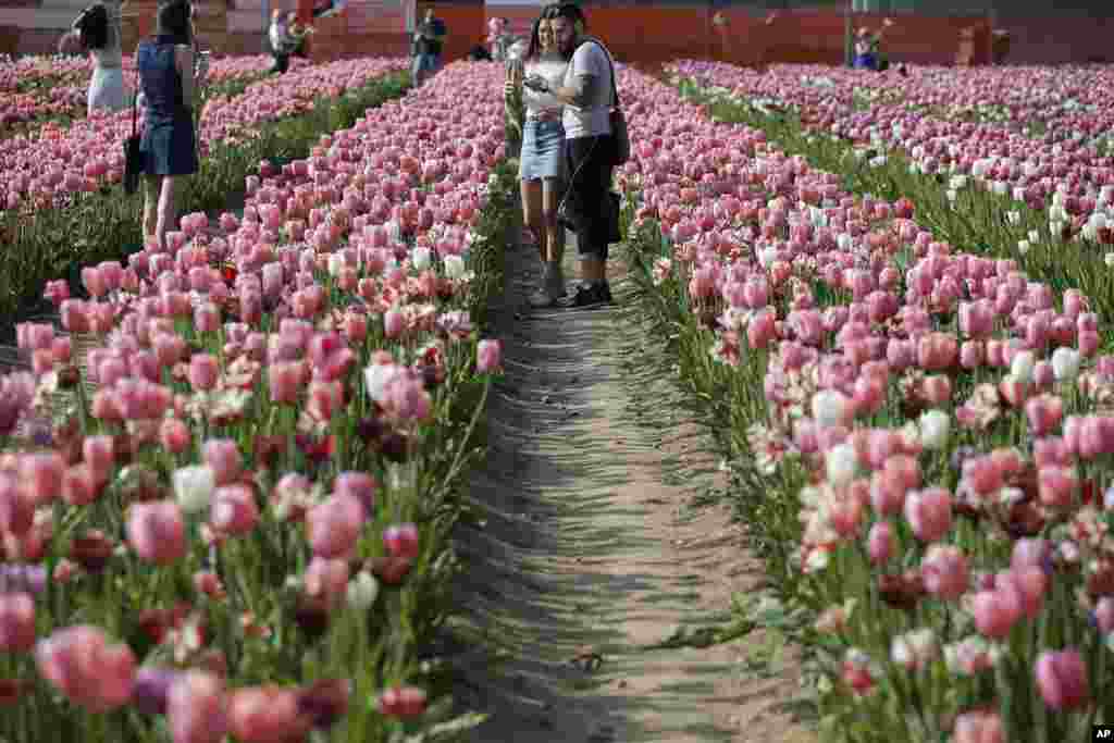 باغ‌های لاله در هالند یکی از جاذبه های گردشگری آن کشور است.