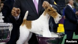 Sky, le vainqueur du Westminster Kennel Club Dog Show