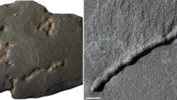 Quiz - Earth’s Earliest Mobile Organism Lived 2.1 Billion Years Ago