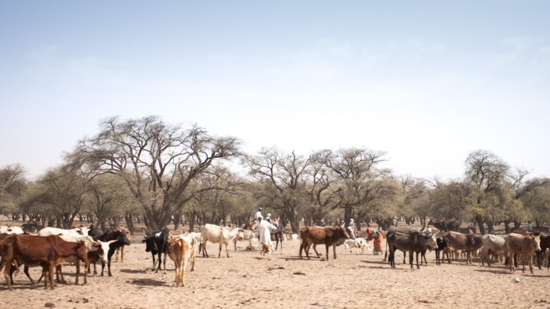 Onze villageois tués au Tchad dans une nouvelle razzia sur leur bétail