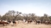 Un agriculteur marche parmi son troupeau de bétail sur la route entre Adre et Farchana, dans la région de Ouaddaï, au Tchad, le 25 mars 2019.