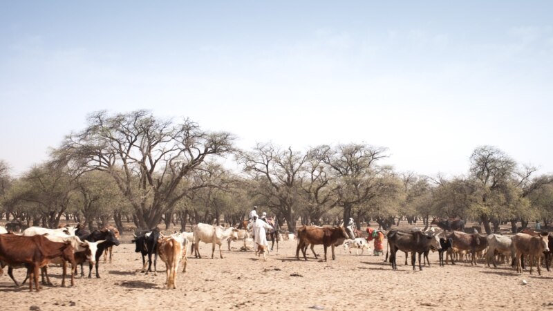 Au moins dix morts dans des combats entre éleveurs et cultivateurs au Tchad