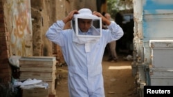 A beekeeper adjusts his protective gear at his farm in Shibin El Kom, Menoufia province, northeast of Cairo, Egypt, Nov. 30, 2016.