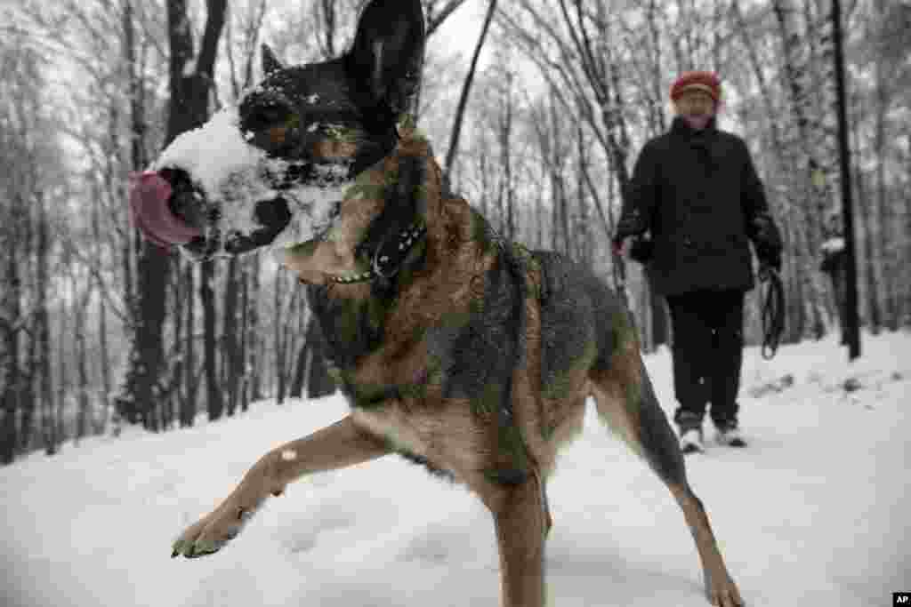 A dog plays in a snow-covered park in Moscow, Russia. Snowfall hit the Russian capital on Friday, with temperatures about -2 C (F 28.4).