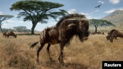 An artist's interpretation of Rusingoryx atopocranion on the Late Pleistocene plains of what is now Rusinga Island is seen in an undated illustration. (Courtesy of Todd S. Marshall)