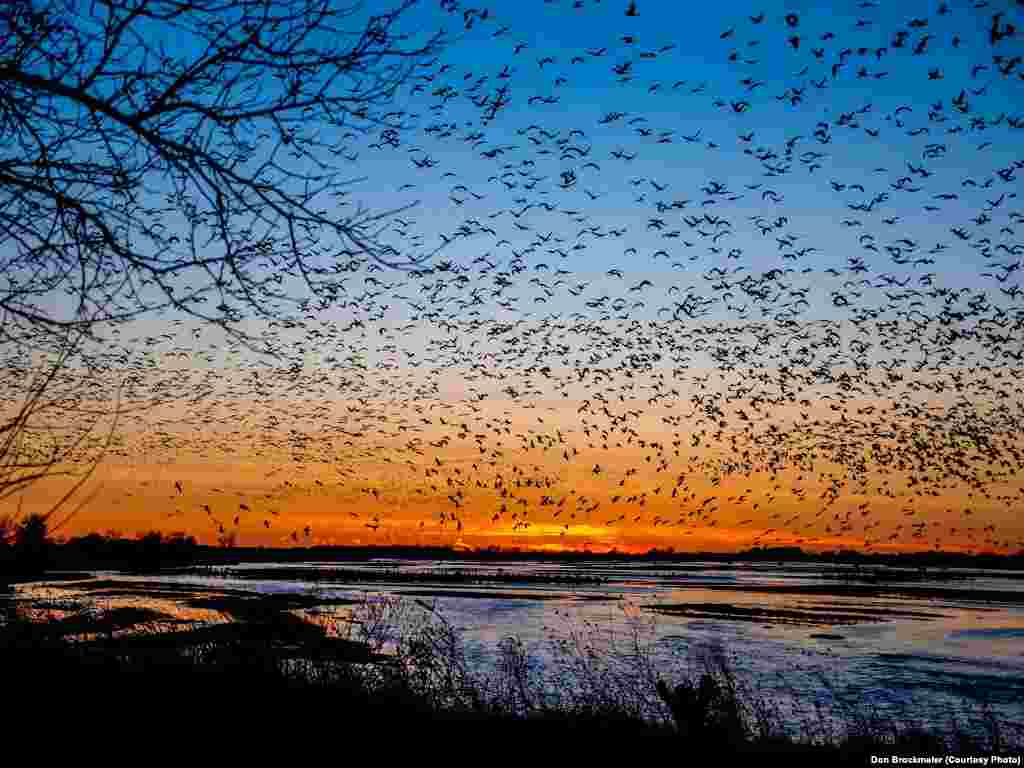 FILE -- Sandhill cranes fill the skies at sunset, descending to their roost on the river where they are protected from predators.