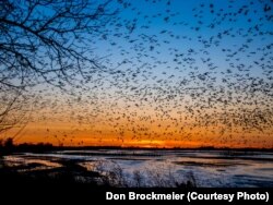 FILE - Sandhill cranes fill the skies at sunset, descending to their roost on the river where they are protected from predators.
