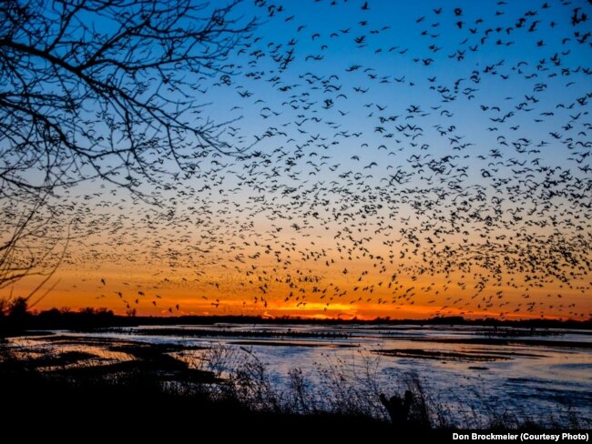 FILE - Sandhill cranes fill the skies at sunset, descending to their roost on the river where they are protected from predators.