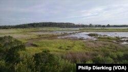 On the west side of Assateague Island, marshes line its bay.