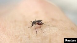 Nyamuk Aedes aegypti yang menyebarkan zika ditemukan berada di Washington DC pada tahun 2011 (foto: ilustrasi).