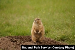 A black-tailed prairie dog